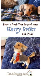How To Teach Your Dog To Do Harry Potter Dog Tricks Dog Hacks Dog Training Harry Potter Dog
