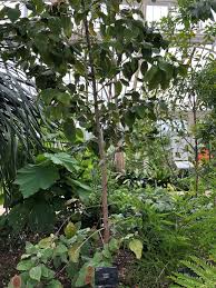 Image result for Curtisia dentata