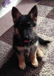 What is a black german shepherd called? German Shepherd Adoption Online Shopping
