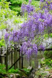 A wisteria in full bloom is something to behold. Controlling Or Getting Rid Of Wisteria Gardening Know How