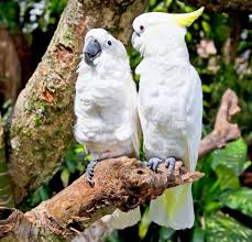 Parrot pictures of parrots around the world. Nnn Escaped Pet Birds Teach Wild Cockatoos How To Talk