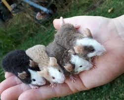 Pin By Eline Schollaart On Animals In 2020 Pet Mice Pet Rodents Pet Rats