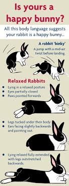 Is Yours A Happy Bunny R Rabbits Bunny Cages Bunny Care Bunny Mom
