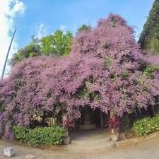 Image result for Congea