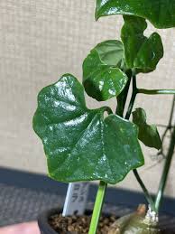 Image result for Cyclantheropsis parviflora