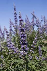 Image result for Vitex franceseana