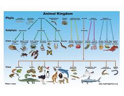Animal Classifications Chart