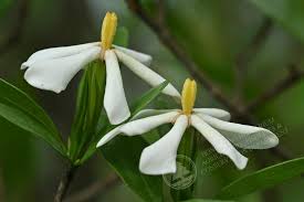 Image result for Pavetta sp. J