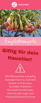 10 Giftige Gartenpflanzen Fur Haustiere Pflanzen Gartenpflanzen Giftige Pflanzen