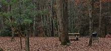 Pets are permitted on all sites. Camp Creek State Park Campsite Photos Reservations Camping Info