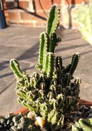 El cactus de navidad es una bonita planta (conocida también por su nombre científico, schlumbergera o zygocactus) que suele florecer en navidad, como era de esperar, y a veces también en pascua, si recibe los cuidados necesarios. Consejos Para Cultivar Fairy Castle Cactus Es Haenselblatt Com