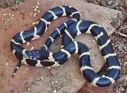 Maybe you would like to learn more about one of these? California Kingsnake Tucson Herpetological Society