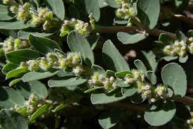 Image result for Euphorbia prostrata