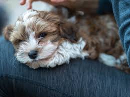 This dog's long, silky coat has given the havanese the nickname havana silk dog. Best Small And Large Dog Breeds For Apartments And Small Spaces