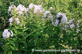 We did not find results for: Phlox Phlox Flammenblume Gartnern Mit Stauden