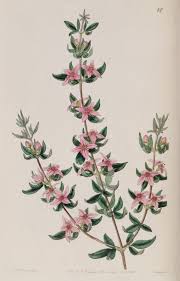 Belles Fleurs Belles Fleurs 138 Boronia Triphylla Latifolia The Three Leaved Boronia Gravures Illustrations Botanical Prints Botanical Art Floral Botany