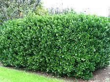 Featuring compact, portable designs, they're primed for balconies, tailgates, and much more. Carolina Cherry Laurel 15 Gallon Column Cherry Laurel Hedge Plants Hedges