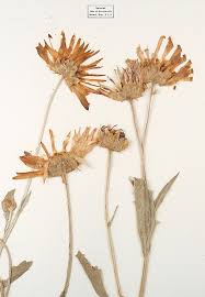 Image result for Artabotrys stolzii