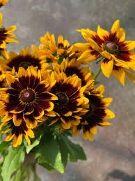 Image result for Rudbeckia hirta