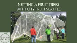 It also helps to prevent your soil and plants from overheating. How To Keep Birds Off Fruit Trees Netting Noises And Scarecrows