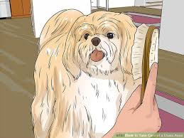 How To Take Care Of A Lhasa Apso 14 Steps With Pictures