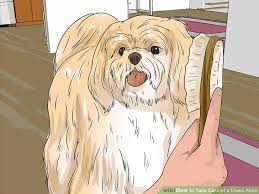 how to take care of a lhasa apso 14 steps with pictures