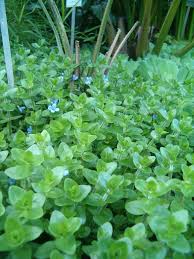 Image result for foto bacopa