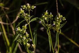 Image result for Exacum oldenlandioides