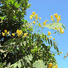 Image result for Tipuana tipu