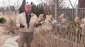 Hydrangeas make beautiful focal points in the garden and require minimal care, other than pruning. How To Prune Hydrangeas Each Spring Youtube