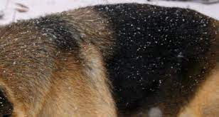 Luckily, there are ways you can help them. 8 Causes Of Dog Dandruff And How To Treat It Petcoach