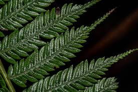 Image result for Cyathea thomsonii