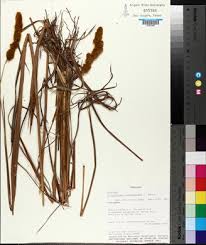 Image result for Eriochrysis