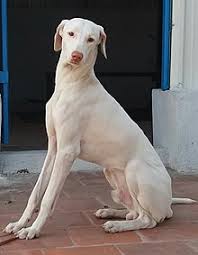 Rajapalayam Dog Wikipedia Kanni dog hunting painting in burned wood | கன்னி நாய்யின் கரிகட்டை ஓவியம். rajapalayam dog wikipedia