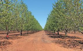 Profit from a hybrid poplar tree farm doubles every two years. Pecan Nut Profits Well Worth The Wait