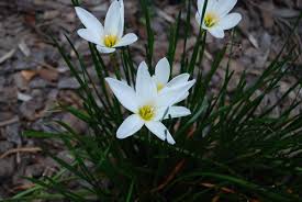 Image result for Zephyranthes candida
