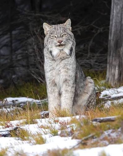 The Canada lynx is a majestic feline found in the northern boreal softwood  forests of Canada. They are solitary animals and highly adapted to cold  environments. Their large, padded paws are one