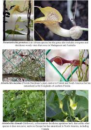 Image result for Aristolochia promissa