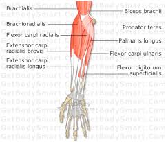 View, isolate, and learn human anatomy structures with zygote body. Wrist Hand Muscles Hand Therapy Therapy Sites Occupational Therapy