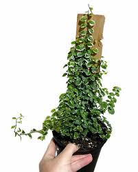 Image result for Ficus pygmaea