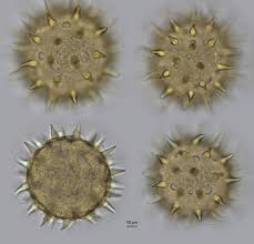 Image result for Hibiscus aponeurus