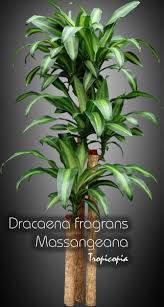 Image result for Dracaena fragrans