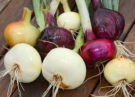 Yellow onions are found throughout the year and grown between spring and fall. Fall Planting Onions Harvesting History