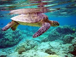 The skeleton of a prehistoric turtle isolated on white background. Swimming Turtle Underwater Water Wallpaper Background Best Stock Photos Toppng