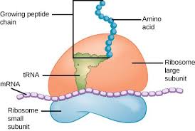 In a typical animal cell ribosomes are found. 4 3 Eukaryotic Cells Texas Gateway