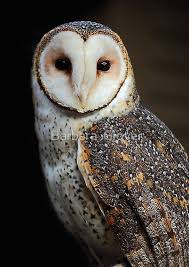 52 the wardaman tribe in australia believes that owls created the world. Australian Owls As Pets