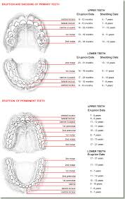 Tooth Eruption Chart Drbunn Com