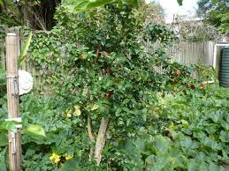 Bare root trees, tree saplings and tree seedlings for sale. Brazilian Cherry Eugenia Uniflora Is An Evergreen Fruit Tree Fruit Trees Brazilian Cherry Evergreen