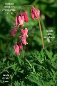 Image result for Fumariaceae