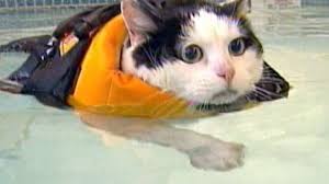 Image result for cat swimming